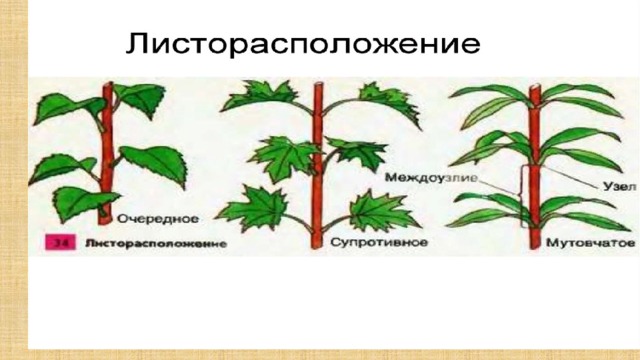 Покажите стрелками и подпишите на рисунке зачаточный лист почечную чешую зачаточный стебель