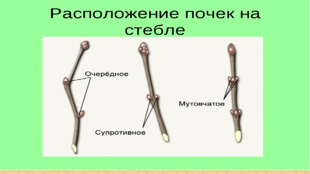 На стебле располагаются. Мутовчатое расположение почек. Типы расположения почек на стебле. Виды почек по расположению на стебле. Очередное расположение почек.