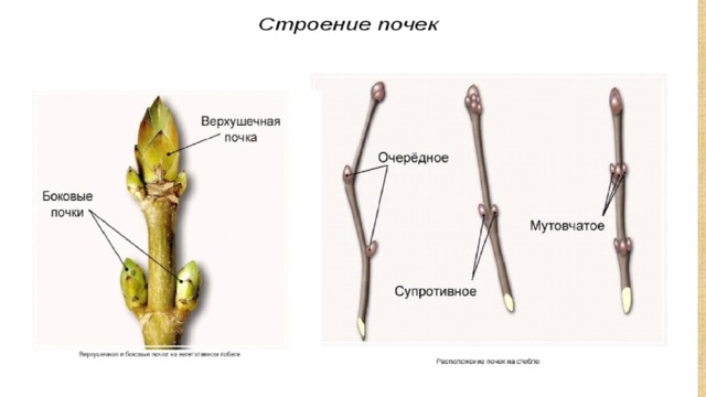 Расположение почек 6 класс. Строение почки сирени. Части дерева почки. Боковые и верхушечные почки сирени. Расположение почек растений.