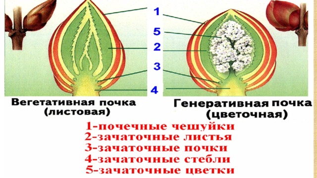 Строение почки биология 6. Лабораторная работа строение почек 6 класс. Лабораторная работа номер 4 строение почки. Строение почки 6 класс биология. Лабораторная работа строение почек расположение почек на стебле.