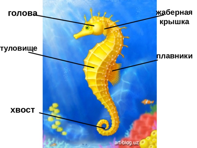 голова жаберная крышка туловище   плавники хвост   