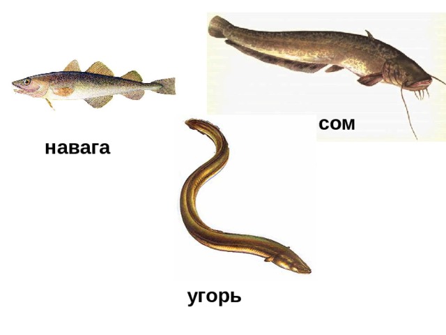 Сом и налим в чем разница фото как отличить