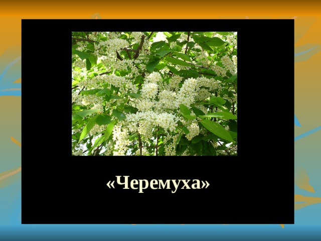 «Черемуха» 