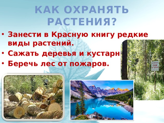 Как охранять растения? Занести в Красную книгу редкие виды растений. Сажать деревья и кустарники. Беречь лес от пожаров. 