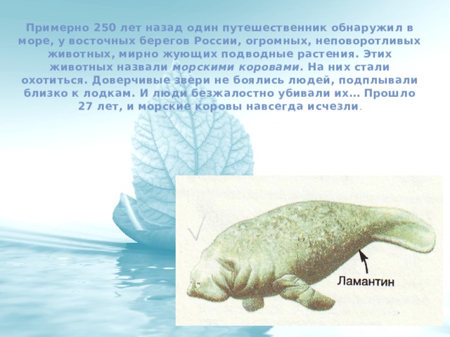 Примерно 250 лет назад один путешественник обнаружил в море, у восточных берегов России, огромных, неповоротливых животных, мирно жующих подводные растения. Этих животных назвали морскими коровами. На них стали охотиться. Доверчивые звери не боялись людей, подплывали близко к лодкам. И люди безжалостно убивали их… Прошло 27 лет, и морские коровы навсегда исчезли . 