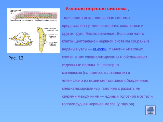  Узловая нервная система ,  или сложная ганглионарная система — представлена у  членистоногих, моллюсков и других групп беспозвоночных. Большая часть клеток центральной нервной системы собраны в нервные узлы —  ганглии . У многих животных клетки в них специализированы и обслуживают отдельные органы. У некоторых моллюсков (например, головоногих) и членистоногих возникает сложное объединение специализированных ганглиев с развитыми связями между ними — единый головной мозг или головогрудная нервная масса (у пауков). Рис. 13 