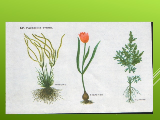 Растения степи 5 класс биология. Корневая система степных растений. Корни растений в степи. Растения степи рисунок. Корневая система в степи.