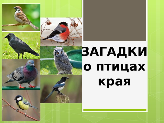  ЗАГАДКИ о птицах края 