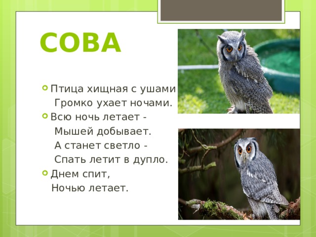 СОВА Птица хищная с ушами  Громко ухает ночами. Всю ночь летает -  Мышей добывает.  А станет светло -  Спать летит в дупло. Днем спит,  Ночью летает. 