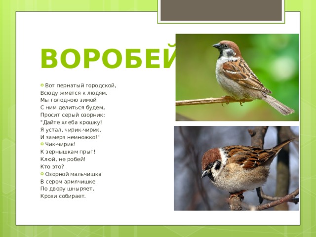 ВОРОБЕЙ Вот пернатый городской, Всюду жмется к людям. Мы голодною зимой С ним делиться будем, Просит серый озорник: 