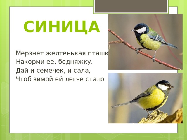 СИНИЦА Мерзнет желтенькая пташка, Накорми ее, бедняжку. Дай и семечек, и сала, Чтоб зимой ей легче стало 