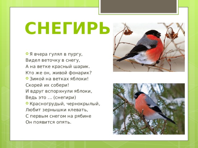 СНЕГИРЬ Я вчера гулял в пургу, Видел веточку в снегу, А на ветке красный шарик. Кто же он, живой фонарик? Зимой на ветках яблоки! Скорей их собери! И вдруг вспорхнули яблоки, Ведь это ... (снегири) Красногрудый, чернокрылый, Любит зернышки клевать, С первым снегом на рябине Он появится опять. 
