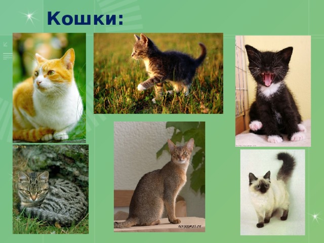 Кошки: 