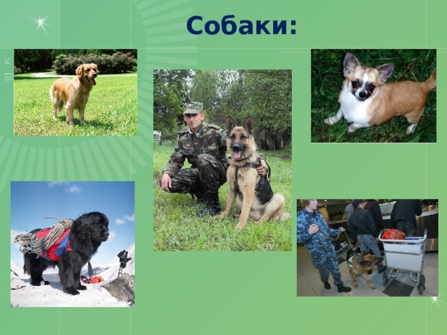 Собаки: 