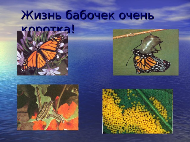 Жизнь бабочек очень коротка! 