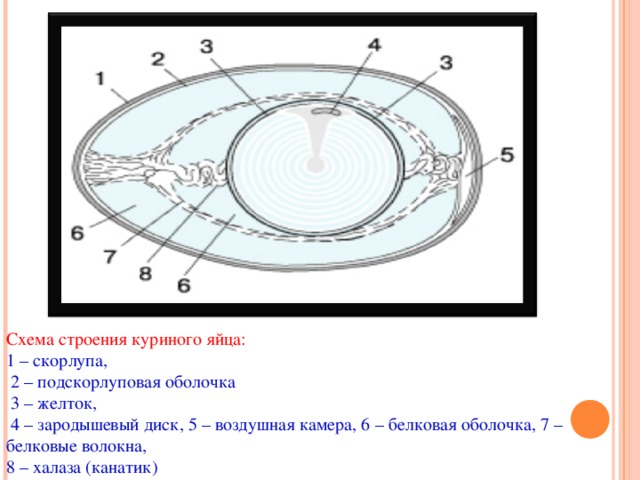 Схема яйца курицы