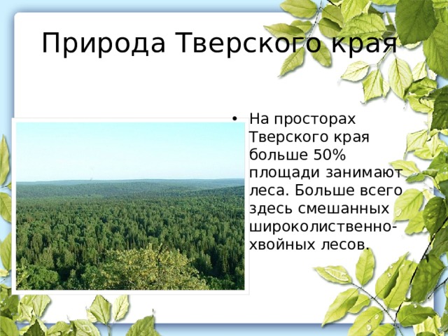Природа Тверского края На просторах Тверского края больше 50% площади занимают леса. Больше всего здесь смешанных широколиственно-хвойных лесов. 