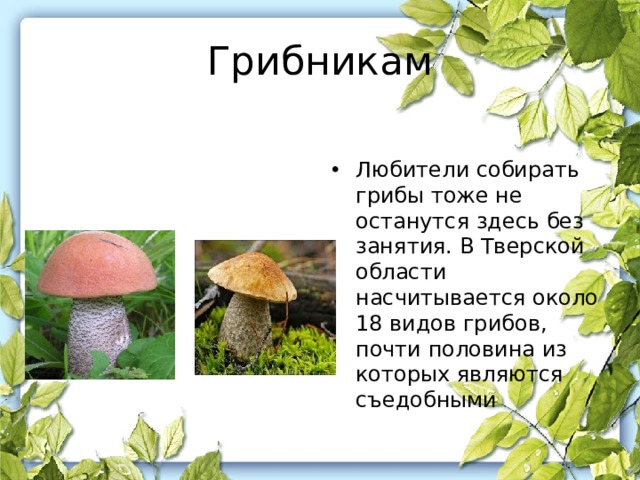Грибникам Любители собирать грибы тоже не останутся здесь без занятия. В Тверской области насчитывается около 18 видов грибов, почти половина из которых являются съедобными 