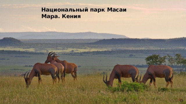 Национальный парк Масаи Мара. Кения   