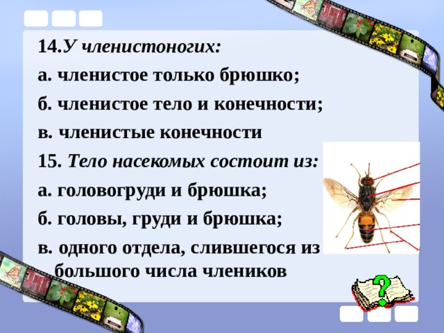 У членистоногих членистоногие только брюшко. Тело насекомых состоит из головогруди и брюшка. Состоит из головы груди брюшка. Тело состоит из головогруди и членистого брюшка.