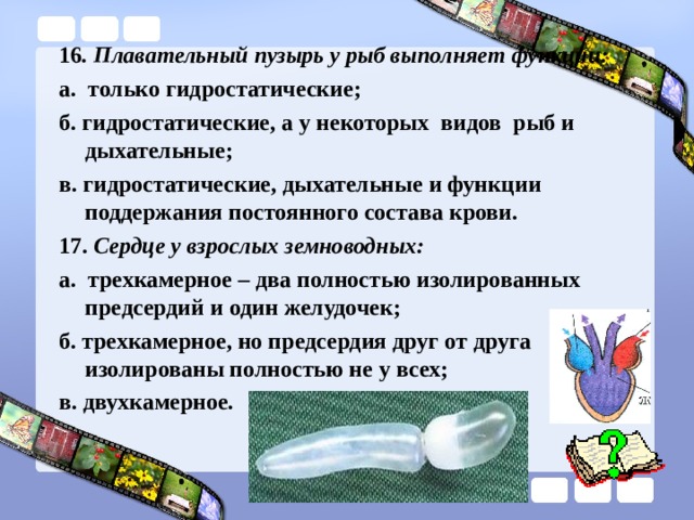 16 . Плавательный пузырь у рыб выполняет функции: а. только гидростатические; б. гидростатические, а у некоторых видов рыб и дыхательные; в. гидростатические, дыхательные и функции поддержания постоянного состава крови. 17. Сердце у взрослых земноводных: а. трехкамерное – два полностью изолированных предсердий и один желудочек; б. трехкамерное, но предсердия друг от друга изолированы полностью не у всех; в. двухкамерное. 