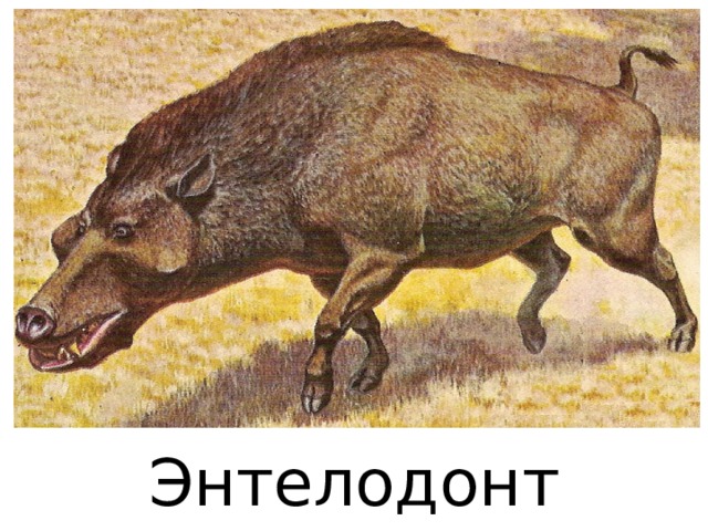 Энтелодонт 