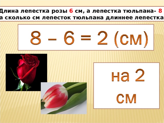  Длина лепестка розы 6 см, а лепестка тюльпана- 8 см. На сколько см лепесток тюльпана длиннее лепестка розы? 