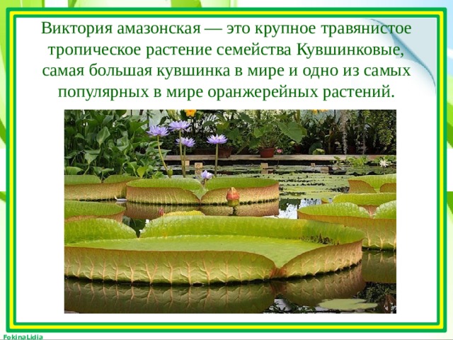 Виктория амазонская — это крупное травянистое тропическое растение семейства Кувшинковые, самая большая кувшинка в мире и одно из самых популярных в мире оранжерейных растений.