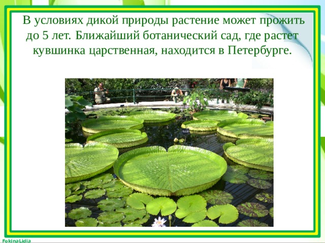   В условиях дикой природы растение может прожить до 5 лет.  Ближайший ботанический сад, где растет кувшинка царственная, находится в Петербурге.