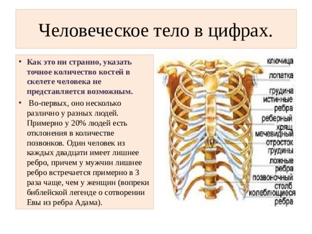 Сколько костей имеет. Сколько костей у человека. Количество костей в скелете. Число костей в скелете человека. В скелете человека примерно.