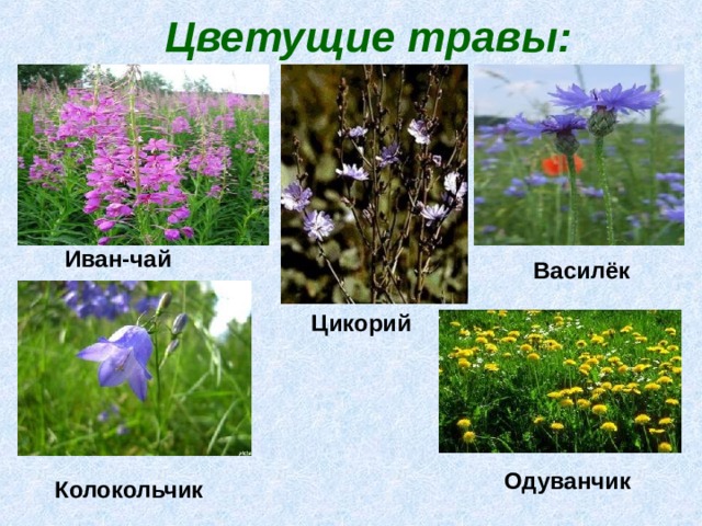 Цветущие травы: Иван-чай Василёк Цикорий Одуванчик Колокольчик 