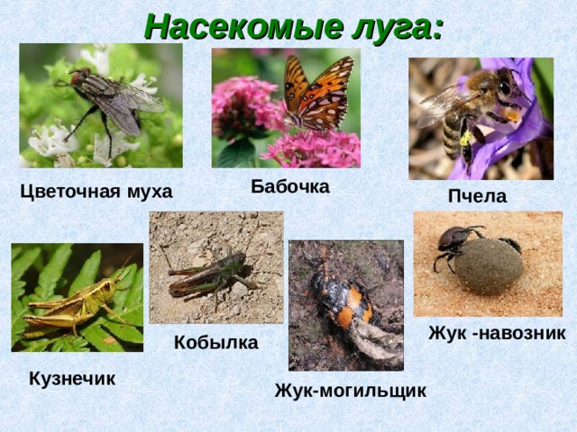 Насекомые луга: Бабочка Цветочная муха Пчела Жук -навозник Кобылка Кузнечик Жук-могильщик 