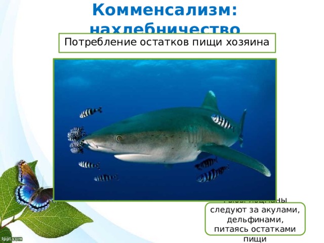 Комменсализм: нахлебничество Потребление остатков пищи хозяина Рыбы-лоцманы следуют за акулами, дельфинами, питаясь остатками пищи 