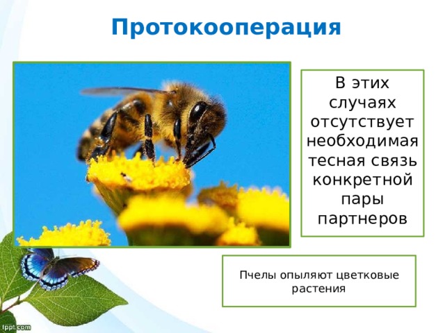Протокооперация В этих случаях отсутствует необходимая тесная связь конкретной пары партнеров Пчелы опыляют цветковые растения 
