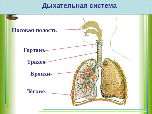 Дыхательная система полость носа