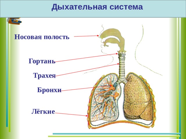 Носовая полость трахея бронхи