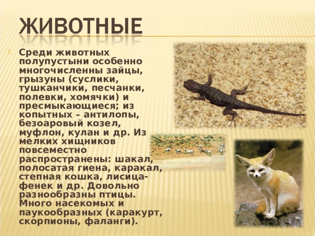 Среди животных полупустыни особенно многочисленны зайцы, грызуны (суслики, тушканчики, песчанки, полевки, хомячки) и пресмыкающиеся; из копытных – антилопы, безоаровый козел, муфлон, кулан и др. Из мелких хищников повсеместно распространены: шакал, полосатая гиена, каракал, степная кошка, лисица-фенек и др. Довольно разнообразны птицы. Много насекомых и паукообразных (каракурт, скорпионы, фаланги). 