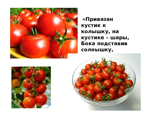   «Привязан кустик к колышку, на кустике – шары, Бока подставив солнышку, краснеют от жары»   