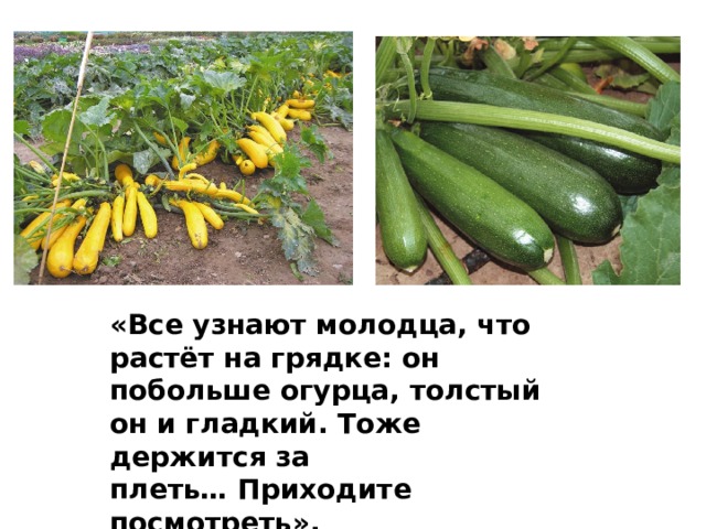 «Все узнают молодца, что растёт на грядке: он побольше огурца, толстый он и гладкий. Тоже держится за плеть… Приходите посмотреть». 