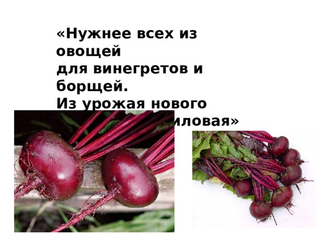 «Нужнее всех из овощей для винегретов и борщей. Из урожая нового   красавица  лиловая» 