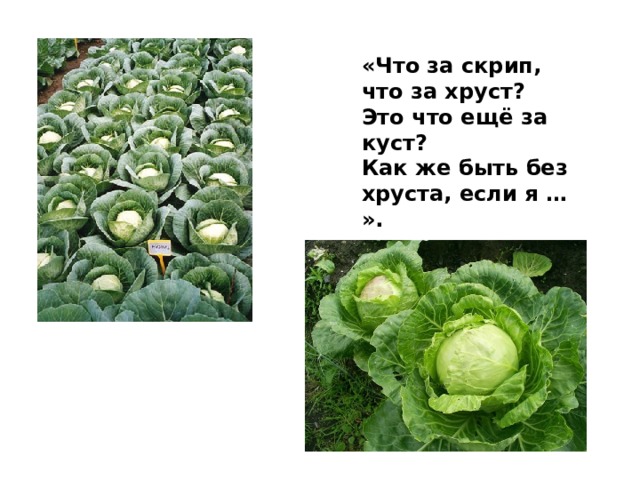 «Что за скрип, что за хруст? Это что ещё за куст? Как же быть без хруста, если я … ». 