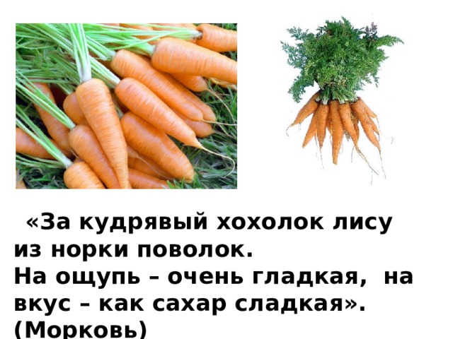     «За кудрявый хохолок лису из норки поволок. На ощупь – очень гладкая,  на вкус – как сахар сладкая». (Морковь) 