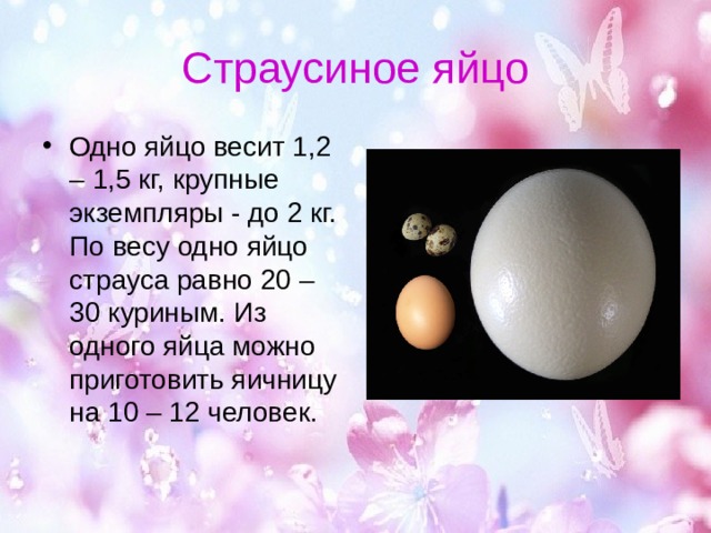 Страусиное яйцо Одно яйцо весит 1,2 – 1,5 кг, крупные экземпляры - до 2 кг. По весу одно яйцо страуса равно 20 – 30 куриным. Из одного яйца можно приготовить яичницу на 10 – 12 человек. 