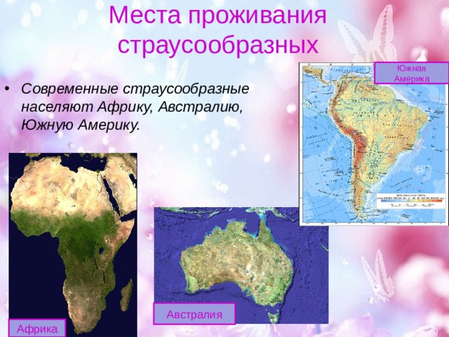 Места проживания страусообразных Южная  Америка Современные страусообразные населяют Африку, Австралию, Южную Америку. Австралия Африка 