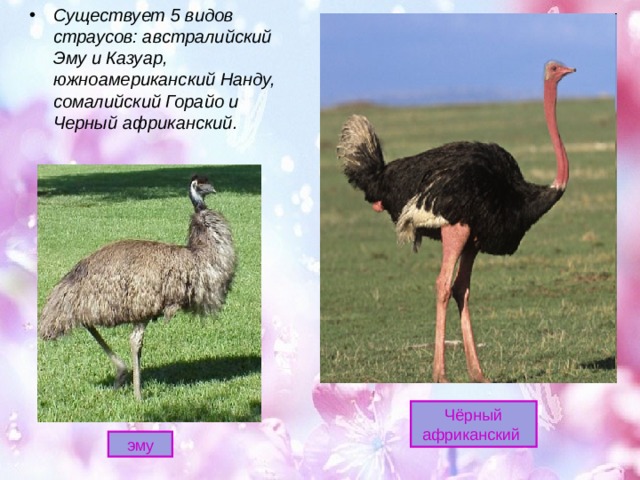 Существует 5 видов страусов: австралийский Эму и Казуар, южноамериканский Нанду, сомалийский Горайо и Черный африканский. Чёрный  африканский эму 