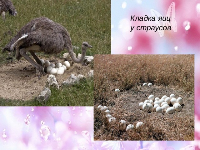 Кладка яиц у страусов 