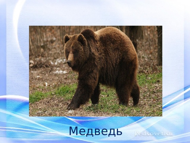 Медведь 