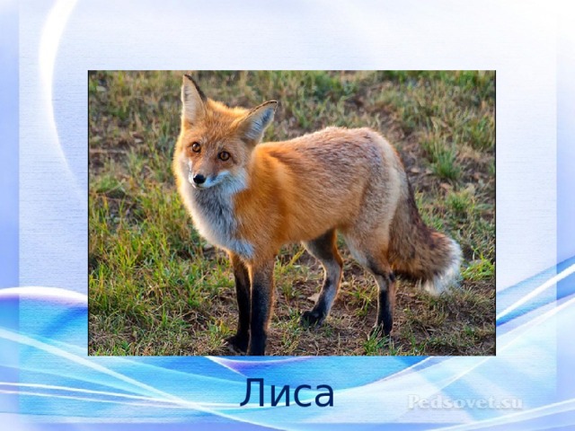 Лиса 