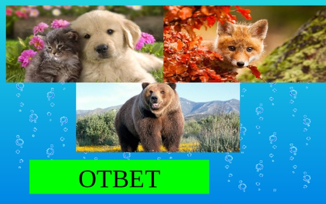 ЖИВОТНЫЕ ОТВЕТ  