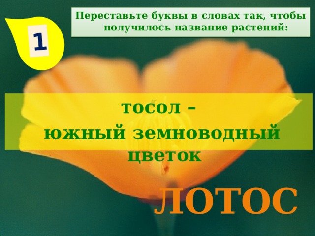 1 Переставьте буквы в словах так, чтобы получилось название растений: тосол –  южный земноводный цветок лотос 